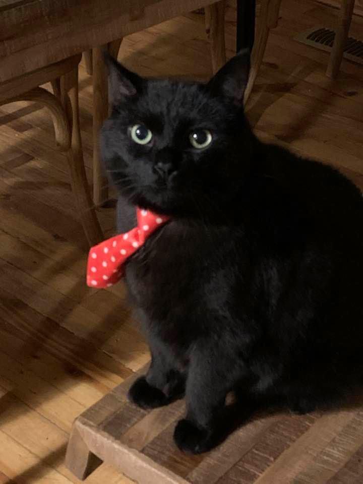 Finn - Business Cat